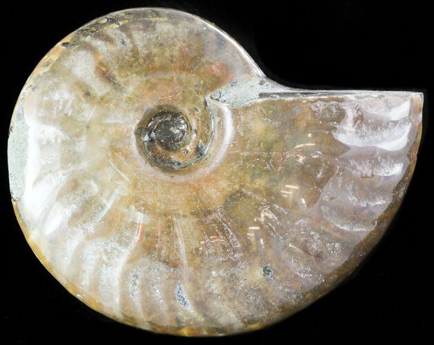 Flashy Red Iridescent Ammonite - Wide #45777